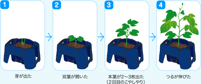 あさがおの育て方 発芽と成長 こやしやり まびき