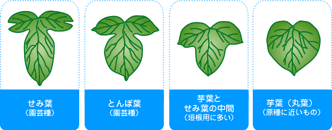 いろいろな葉の形 せみ葉 とんぼ葉 芋葉とせみ葉の中間 芋葉