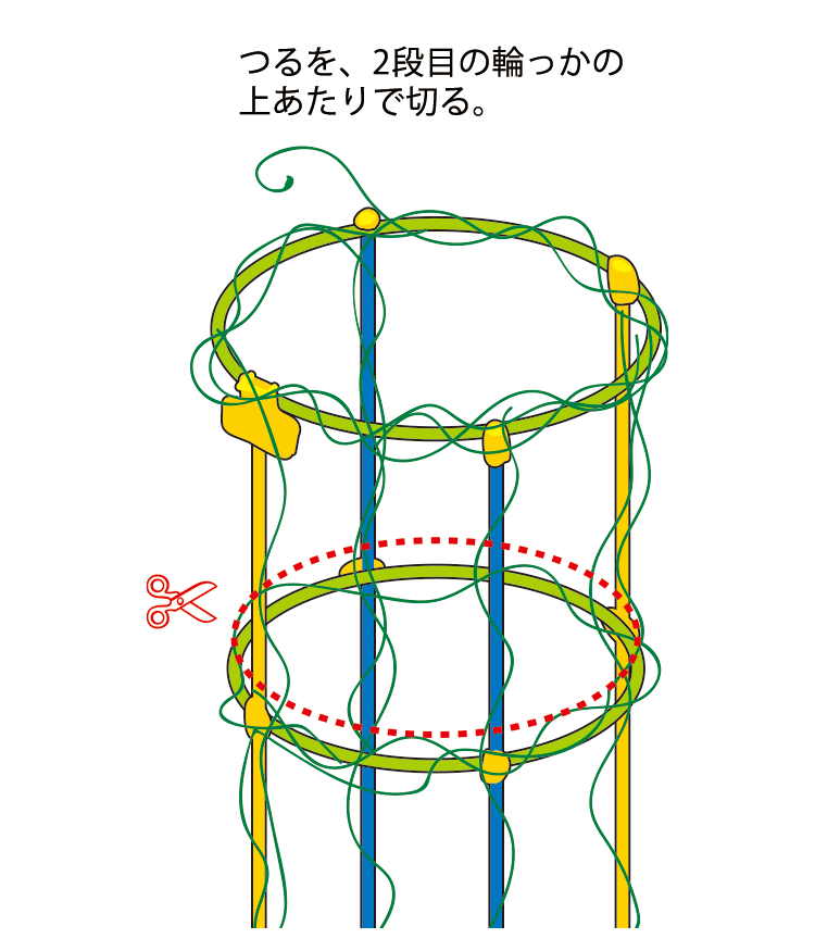 つるを、2段目の輪っかの上あたりで切る。