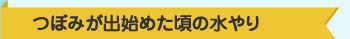 つぼみが出た頃の水やり