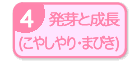 発芽と成長(こやしやり・まびき)