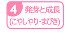 発芽と成長(こやしやり・まびき)