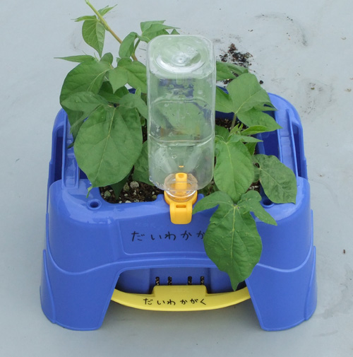 植木鉢の前に水の入ったペットボトルをセットする