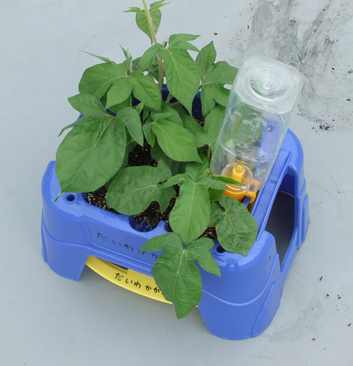 水の入ったペットボトルを土に差し込む