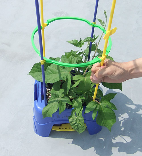 植木鉢に差しこむ