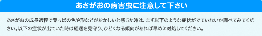 あさがおの病害虫に注意して下さい