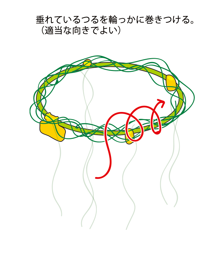 垂れているつるを輪っかに巻きつける。（適当な向きでよい）