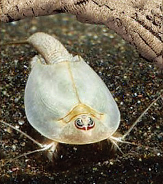 カブトエビとは？